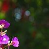 Tibouchina heteromalla, flowers
