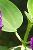 Tibouchina heteromalla, flowers