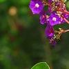 Tibouchina heteromalla, flowers