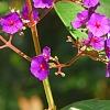 Tibouchina heteromalla, flowers