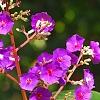 Tibouchina heteromalla, flowers