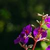 Tibouchina heteromalla, flowers