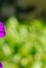 Tibouchina heteromalla, flowers