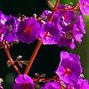 Tibouchina heteromalla, flowers