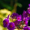Tibouchina heteromalla, flowers