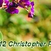 Tibouchina heteromalla, flowers