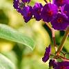 Tibouchina heteromalla, flowers