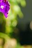Tibouchina heteromalla, flowers
