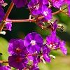 Tibouchina heteromalla, flowers