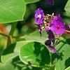 Tibouchina heteromalla, flowers