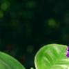 Tibouchina heteromalla, flowers