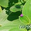 Tibouchina heteromalla, flowers