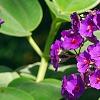 Tibouchina heteromalla, flowers