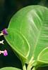 Tibouchina heteromalla, flowers