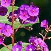 Tibouchina heteromalla, flowers