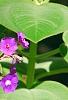 Tibouchina heteromalla, flowers