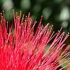 Calliandra haematocephala, flowers