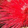 Calliandra haematocephala, flowers