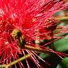 Calliandra haematocephala, flowers