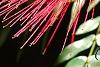 Calliandra haematocephala, flowers