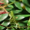 Calliandra haematocephala, flowers