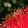 Calliandra haematocephala, flowers