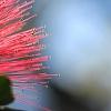 Calliandra haematocephala, flowers