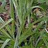 Amianthium muscaetoxicum, habit