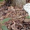 Amianthium muscaetoxicum, habit