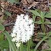 Amianthium muscaetoxicum, habit