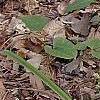 Amianthium muscaetoxicum, habit