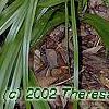 Amianthium muscaetoxicum, habit