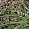Amianthium muscaetoxicum, habit