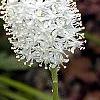 Amianthium muscaetoxicum, flowers