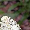 Amianthium muscaetoxicum, flowers