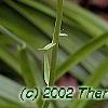 Amianthium muscaetoxicum, flowers