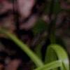 Amianthium muscaetoxicum, flowers