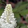 Amianthium muscaetoxicum, flowers