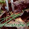 Monotropa uniflora, habit