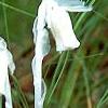 Monotropa uniflora, habit
