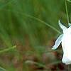 Monotropa uniflora, habit