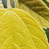 Broussonetia papyrifera 'Golden Shadow', flowers
