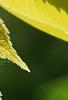 Broussonetia papyrifera 'Golden Shadow', flowers