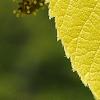 Broussonetia papyrifera 'Golden Shadow', flowers