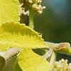 Broussonetia papyrifera 'Golden Shadow', flowers