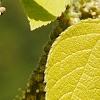 Broussonetia papyrifera 'Golden Shadow', flowers