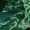 Ficus aspera 'Parcell', leaves