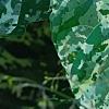 Ficus aspera 'Parcell', leaves