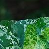Ficus aspera 'Parcell', leaves