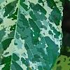Ficus aspera 'Parcell', leaves